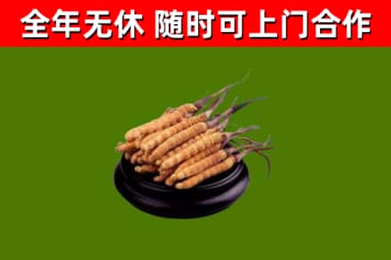 上虞区烟酒回收冬虫夏草.jpg